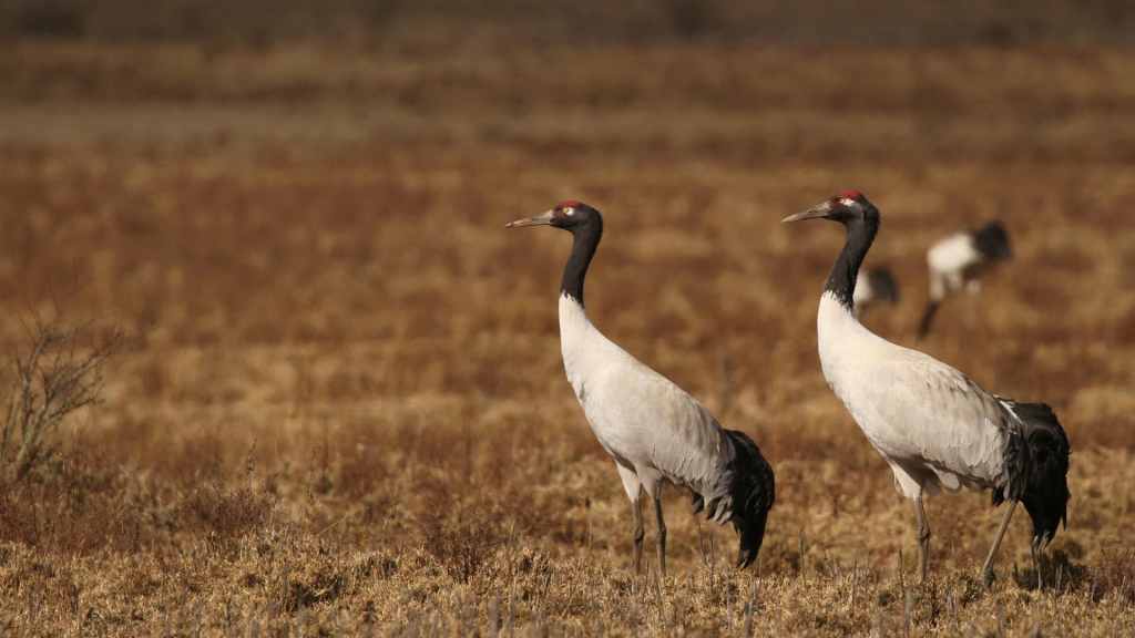 Black necked Cranes